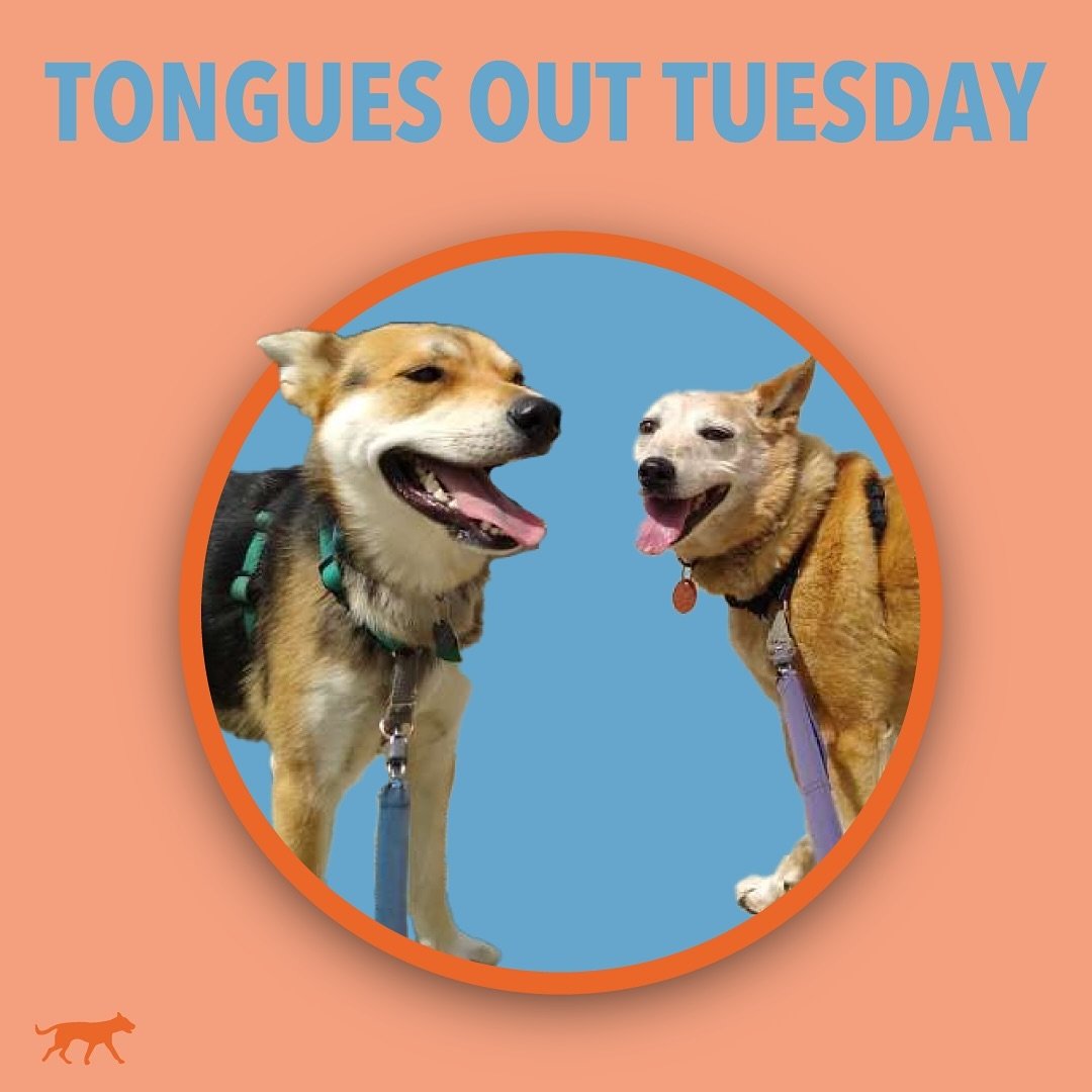 This weeks TONGUE OUT TUESDAY is hosted by Willow and Laika. Join us in our story today for more silly pals. 🤪
.
.
.
.
#tongueouttuesday #dogfriends #TOT #dogwalker #dogwalking