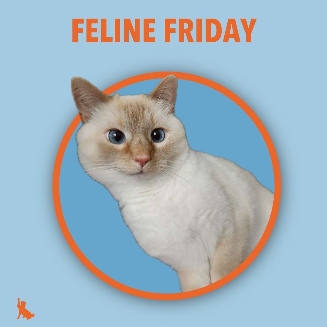 Mu&rsquo;s here to tell you it&rsquo;s Feline Friday! Join us in our story to see more cheeky cats like Mu! 
.
.
.
.
.
#felinefriends #felinefriday #cheekycat #siamese #petsitter #petsitting #petsittingminneapolis