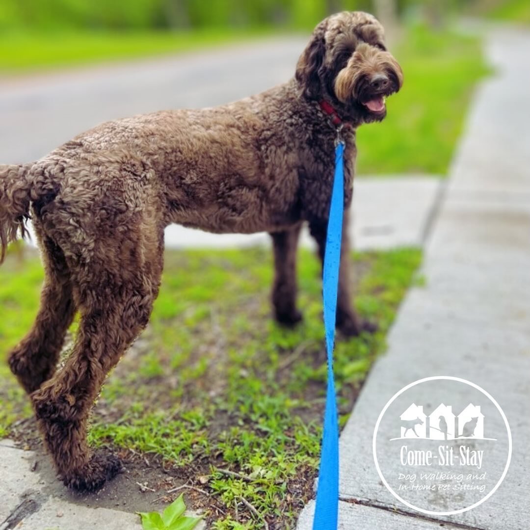 Rosie and Buddy are as happy as can be! Nothing like a good spring walk 🐾🌷🌿
📸 Photo Credit: Team Member Tanya 
.
.
.
.
.
#walkies🐾 #dogwalker #dogwalking #dogwalkingminneapolis