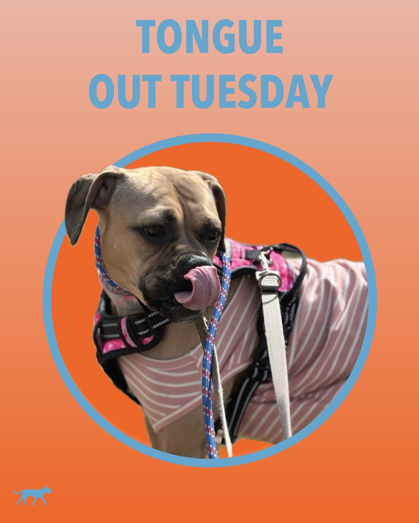 We&rsquo;ve got some tongues. We got some teef. What day is it? TONGUE OUT TUESDAY! Harriet Jane is joined by some friends in our post today. Following her is Bean, Buffalo, Ellie, Gracie, June, Margot, T&rsquo;Challa, Waffles and Wally!
.
.
.
.
.
#t