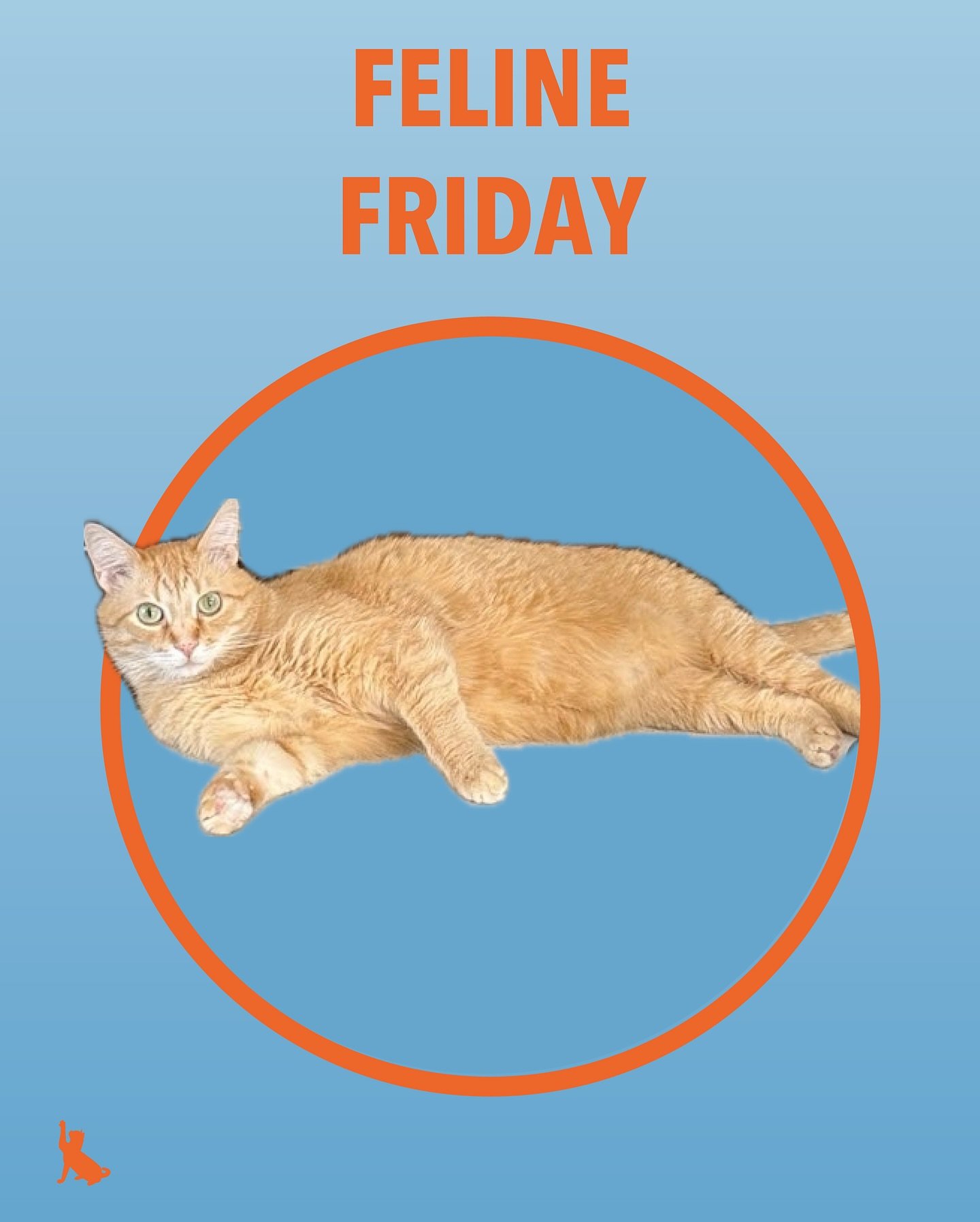 Gary is kicking off the line up for Feline Friday! Swipe to see our other Friday friends, Edie, Jo, Tiki and Ollie!
.
.
.
.
.
#felinefriends #felinefriday #petsitters #petsittingservices #catcare #catsitter