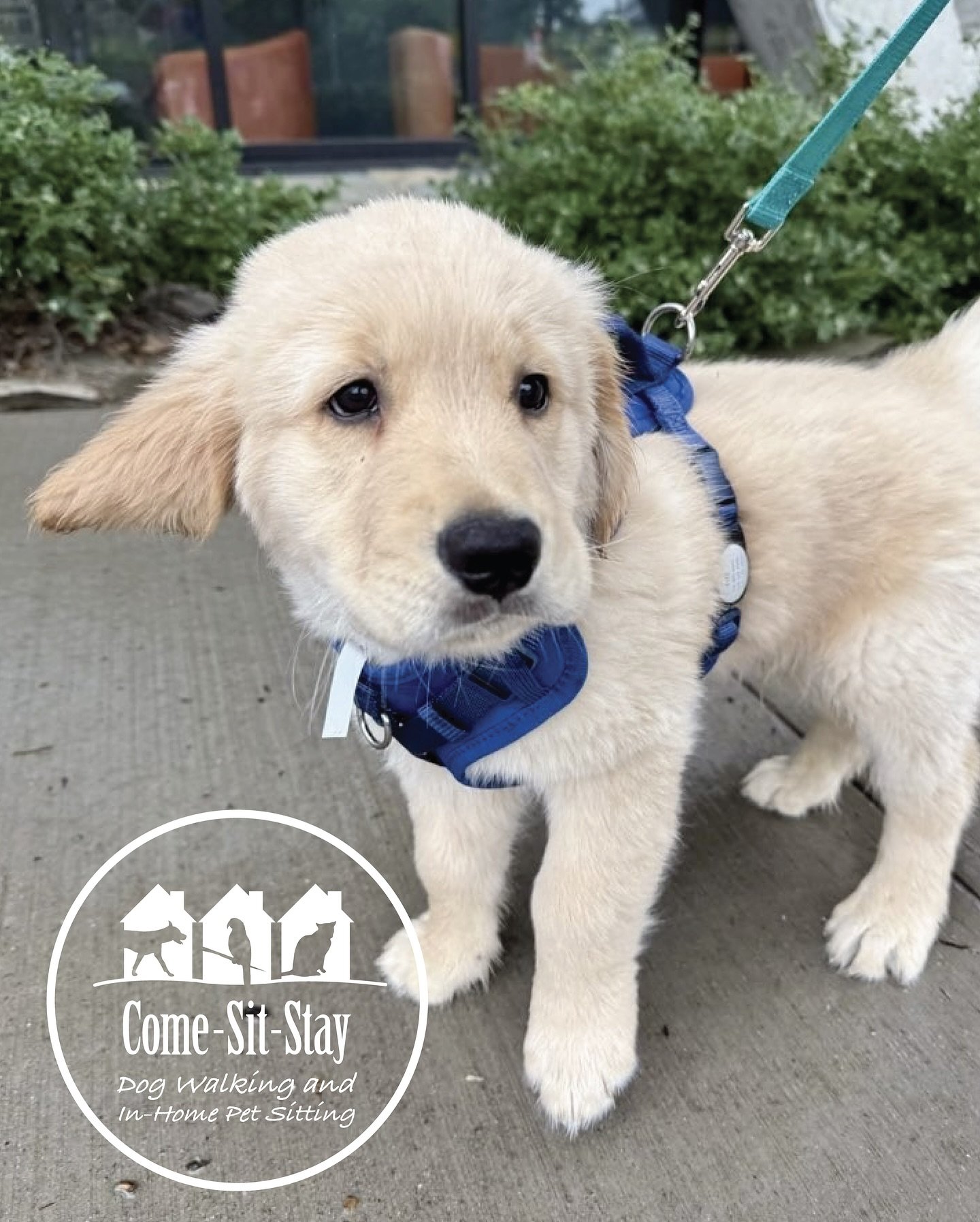 Everyone say &ldquo;Hi Fitz!&rdquo; 🐶 We are always excited for our first day with new clients, especially when they are puppies! He did so great on his first walkies. 
📸 Photo Credit: Team Member Rhiannon
.
.
.
.
.
#puppywalks #dogwalker #dogwalki
