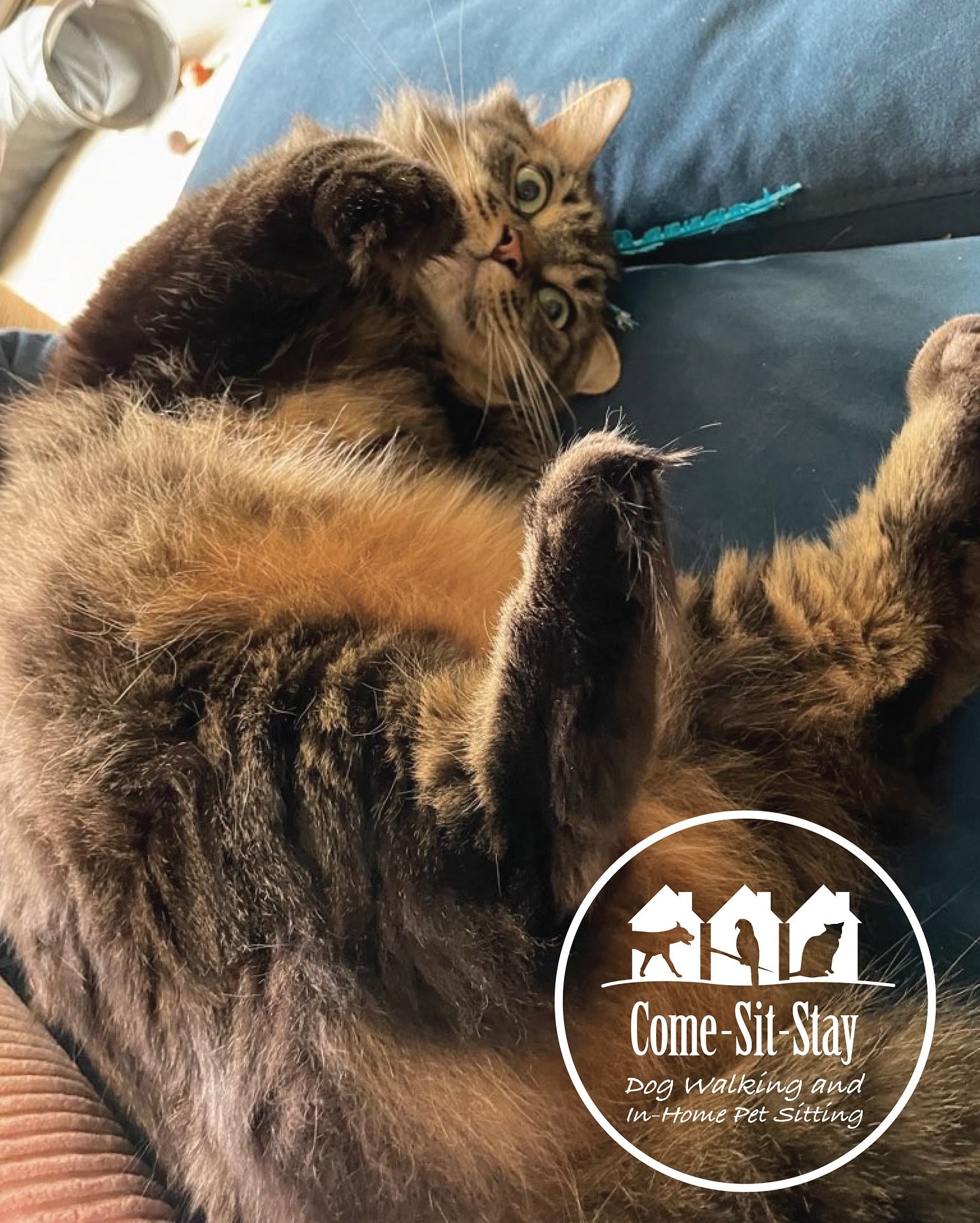 You&rsquo;d be MOOSEtaken if you thought you&rsquo;ve seen this kitty before. We loved our first visits with Moose! 🫎 
📸 Photo Credit: Team Member Kristin 
.
.
.
.
.
.
#newcatclient #petsitter #catcare #minneapolispetsitter #catsitterlife