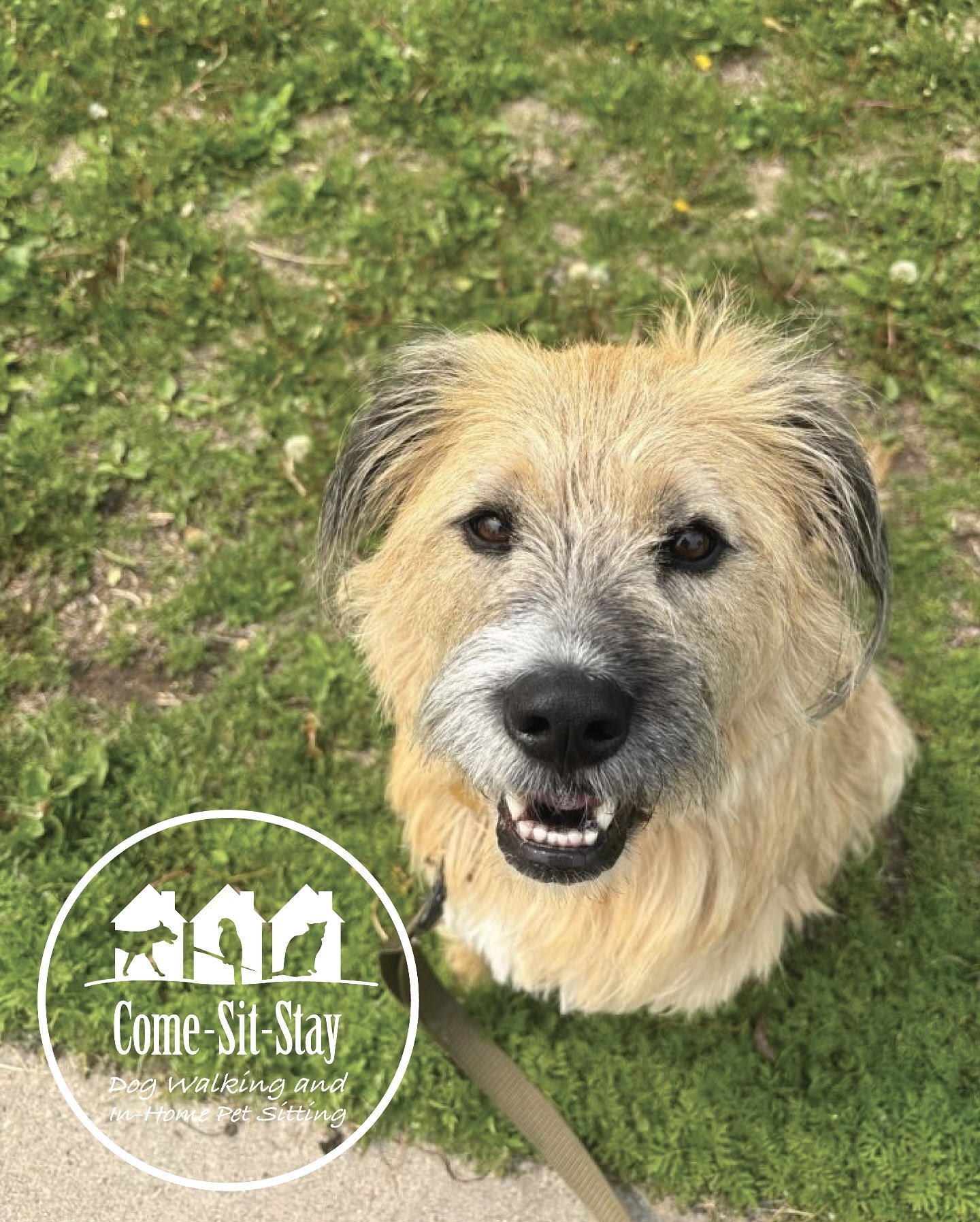 Sunny days and walks with Gobi!🌞🐾🌿
📸 Photo Credit: Team Member Clare 
.
.
.
.
.
.
.
#dogwalkingminneapolis #pupwalks #dogsonwalks #dogwalkersofinstagram #doggiewalker