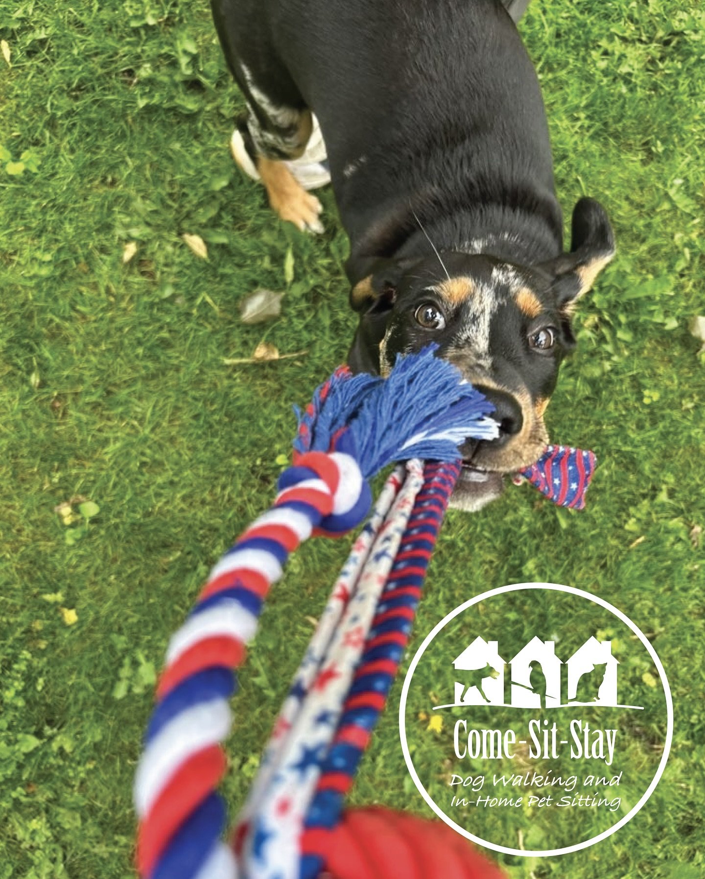 They don&rsquo;t stay puppy&rsquo;s for long! Sabrina gets bigger every day and she&rsquo;s adorably fierce with her toys! 🐶
📸 Photo Credit: Team Member Sarah
.
.
.
.
.
.
#backyardplaytime #puppytime #minneapolisdogwalker #puppysitting #bowwow #dog