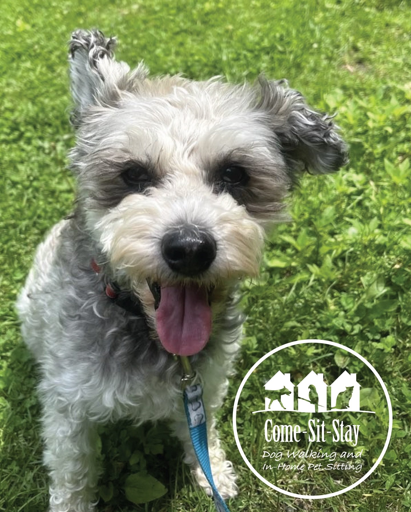 What Beaker wants to hear is, &ldquo;It&rsquo;s time for treats!&rdquo; In the meantime he&rsquo;ll keep an ear out. 🐶🐾
📸 Photo Credit: Team Memebers Ava &amp; Clare
.
.
.
.
#dogears🐶 #canwegetsomecommotion #dogwalker #dogwalkerlife🐾 #petcaremin