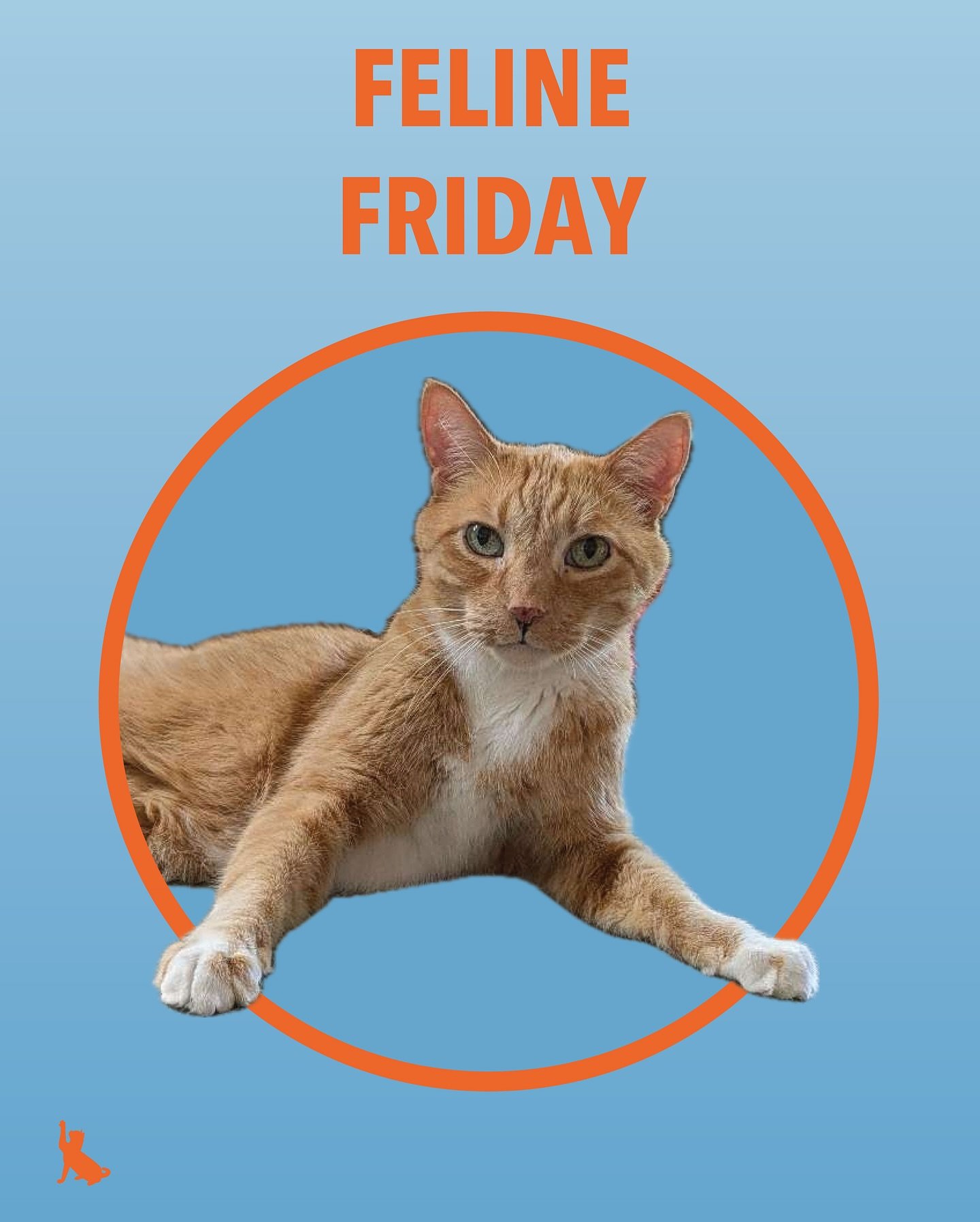 Check out Finn and all of his handsome feline friends this fine Friday! Joining him are Buddy, Panther, Tony and Yucca! 🐈&zwj;⬛🐈
.
.
.
.
.
#wheremykittiesat #felinefriends #felinefriday #catsittingservice #professionalcatsitter #petcareminneapolis