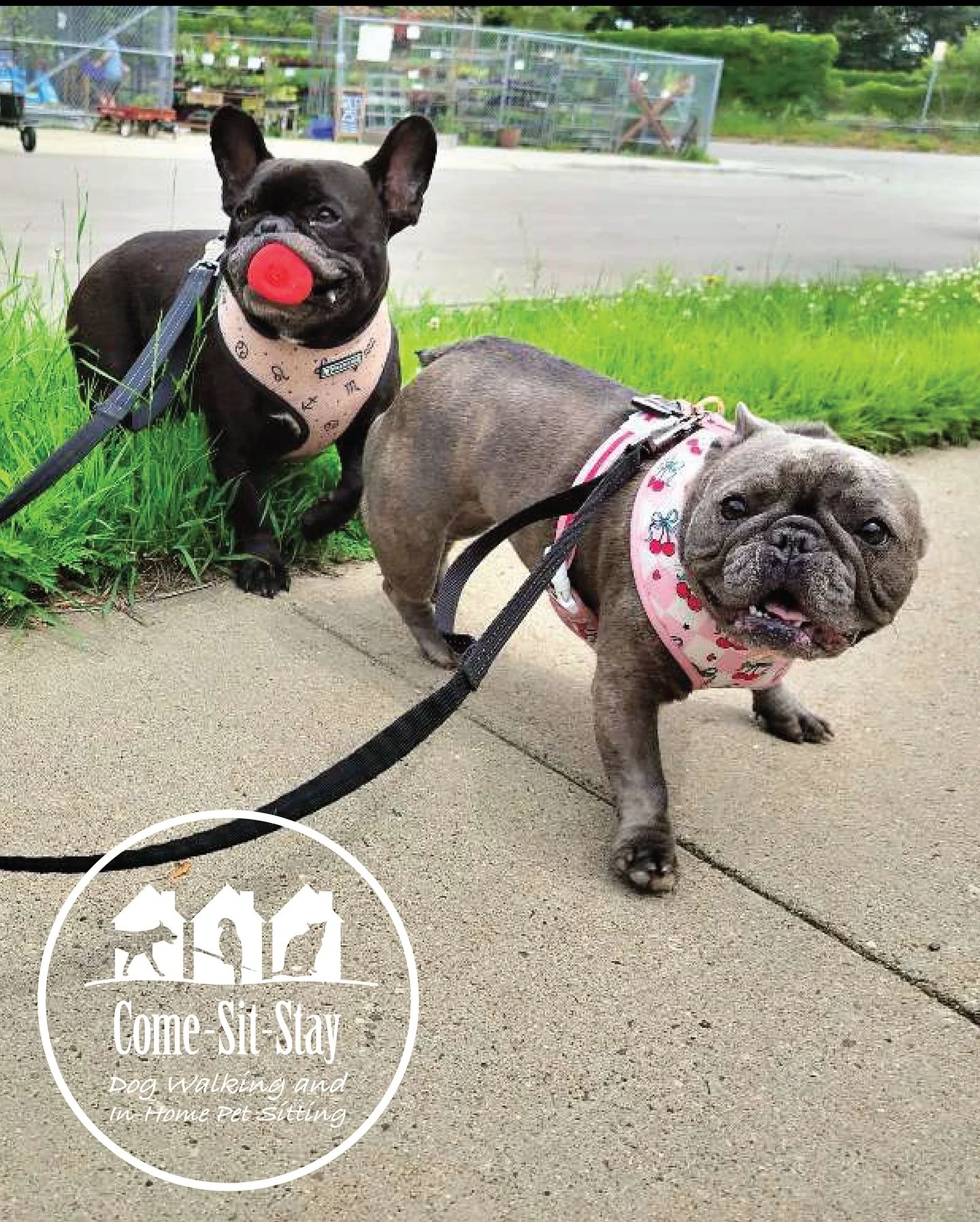 Frank and Frannie (and Franks toy!) enjoying their summer walks! 🐶🐾
📸 Photo Credit: Team members Taka &amp; Sydney
.
.
.
.
.
.
#dogwalkerslife #minneapolisdogwalker #dogsandtheirtoys #frenchiedog #comesitstay