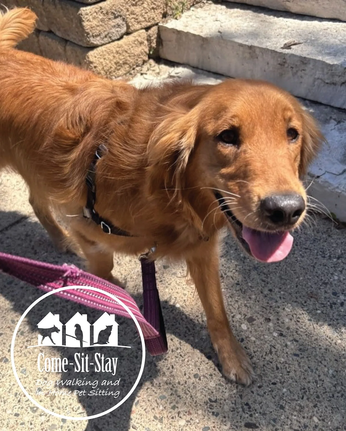 Juniper is one happy girl and she loves her walks! 🌞🐾🌿
📸 Photo Credit: Team Member Grace 
.
.
.
.
.
.
#goldenretriever #sunnydogwalks #minneapolisdogwalkers #dogonawalk #comesitstay