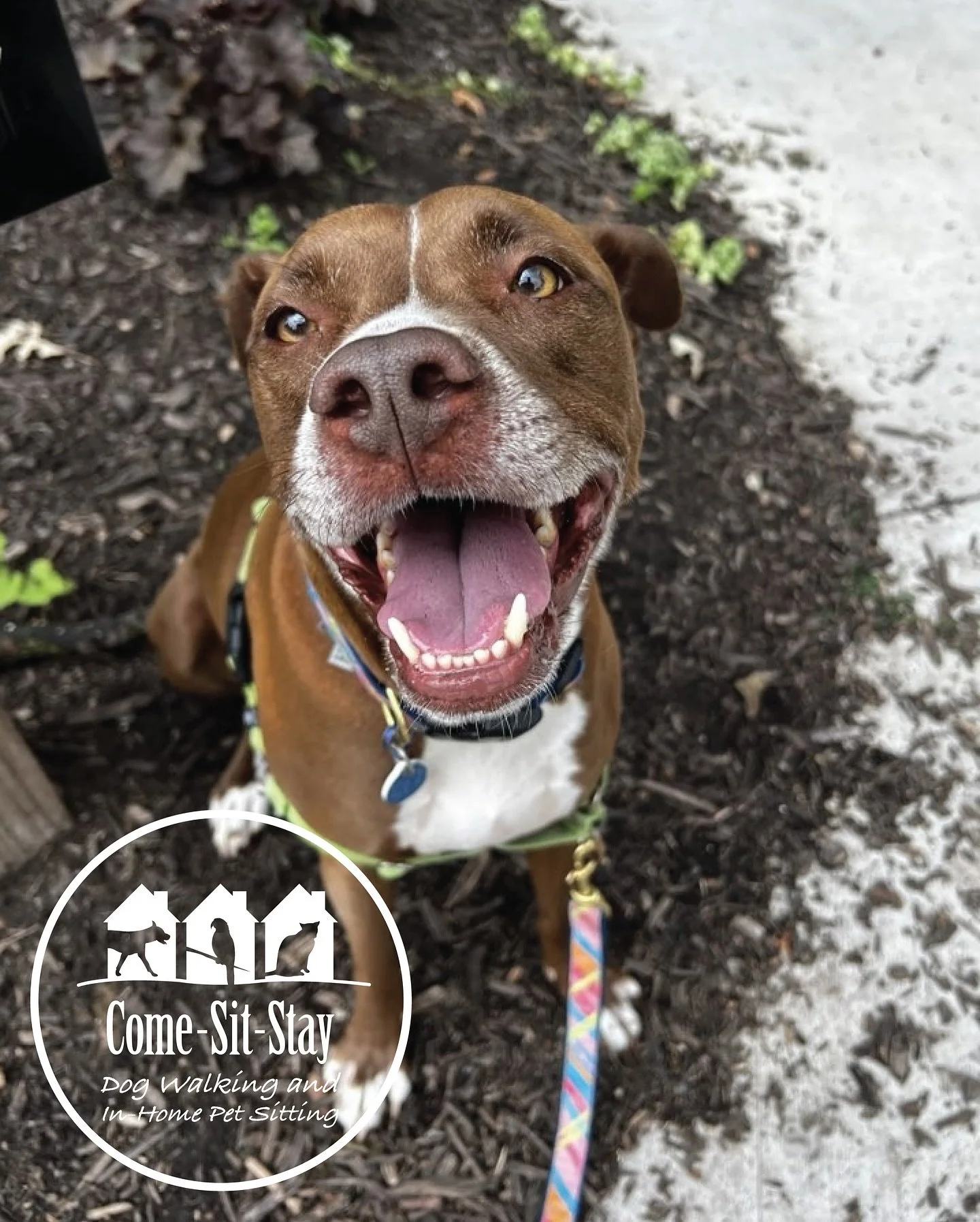 Billy Bob Joe and Gus are enjoying their summer walks! 
📸 Photo Credit: Team Memebers Sydney &amp; Clare 
.
.
.
.
.
.
#dogdays #summerdog #dogwalking #dogwalker