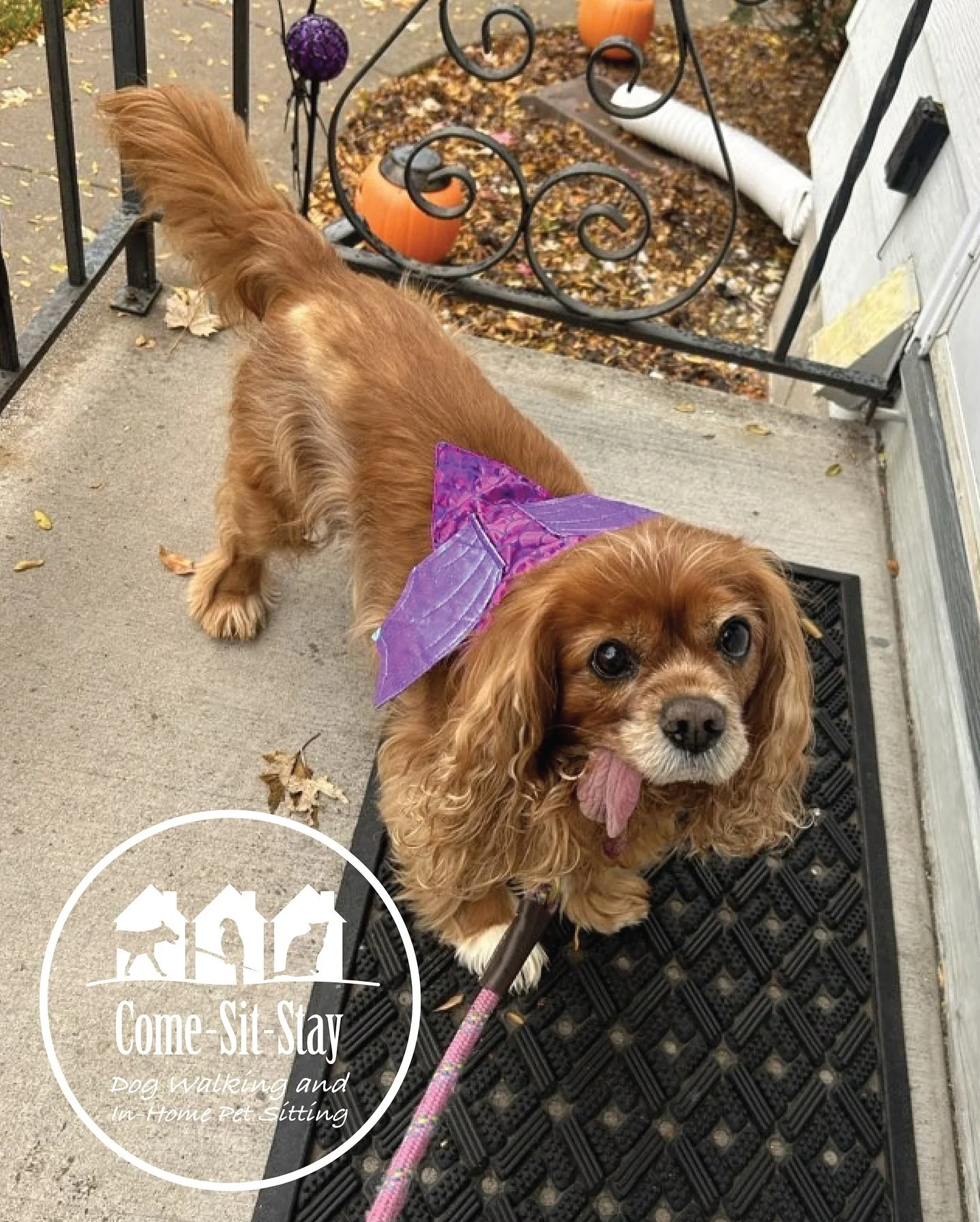Happy Halloween from some of our fur friends! 👻🎃🐈&zwj;⬛ we&rsquo;ve got Tara, Tiki, Polly, Sabrina and Finley! 
📸 Photo Credit: Team Members Sarah, Tanya and Laura
.
.
.
.
.
#happyhowloween #dogwalking #catsitting #petsitterslife❤️ #dogcostumes #