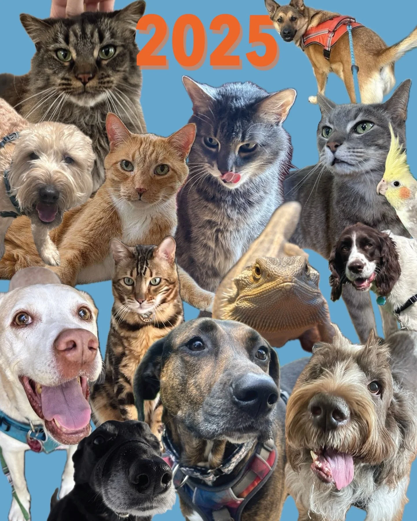 🎉 15 YEARS OF COME SIT STAY! 🎉
2025 marks 15 years in business for Come Sit Stay! 🐾
Megan started CSS on February 1, 2010, and we truly couldn&rsquo;t be where we are today without her commitment, dedication, and hard work or without all of YOU.
T