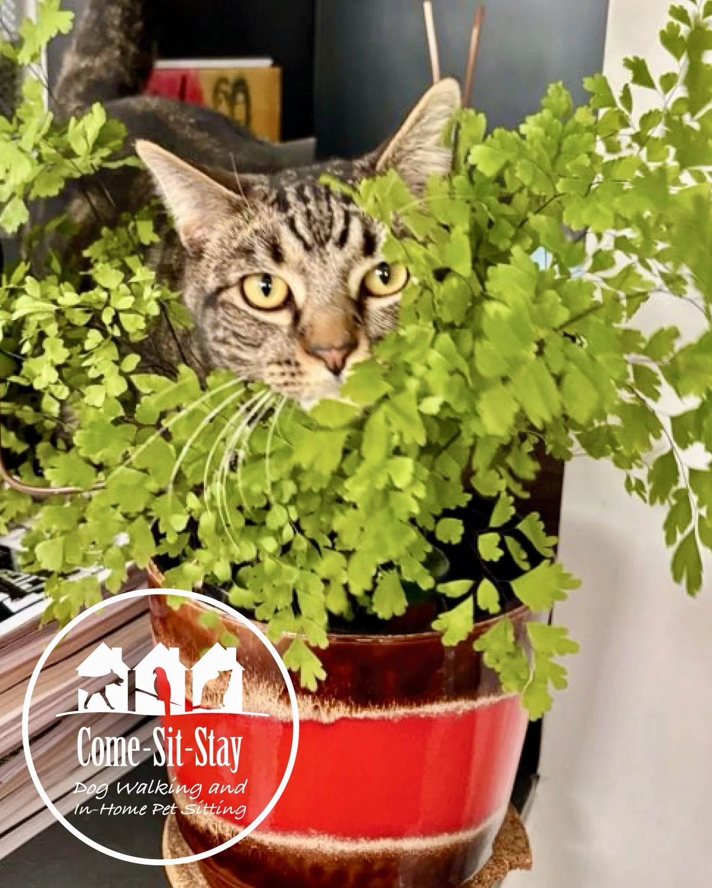 We think Nacho is wishing it was springtime. 🌿
📸 Photo Credit: Team Member Laura
.
.
.
.
.
#catsandplants #wishingforspringtime #petsitters #minneapoliscatsitter