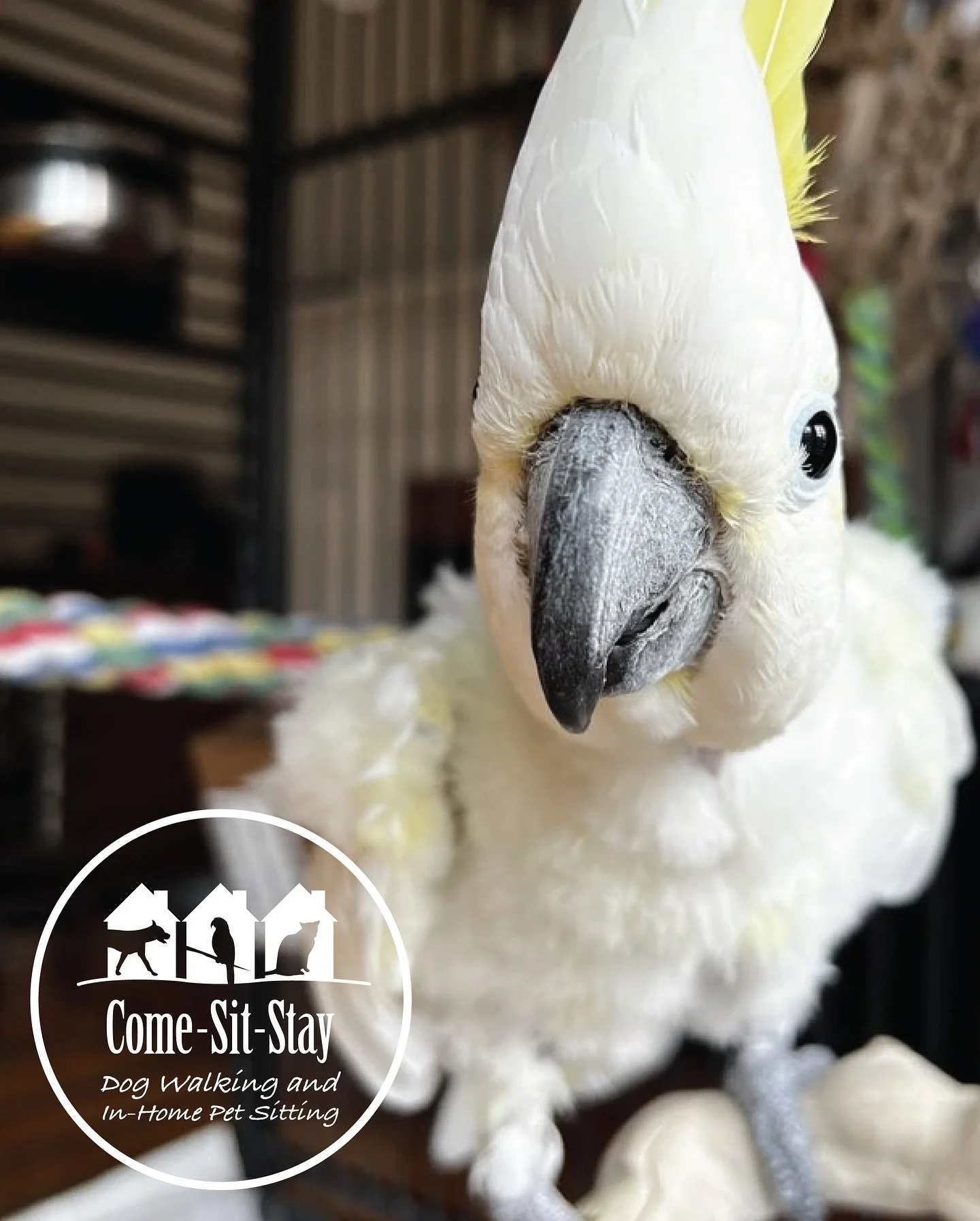 Feathers, fur or scales we love to care for them all! Pictured are Ellis (cockatoo), Stella (doggie) and Drakes (bearded dragon) 
📸 Photo Credit: Team Members Sydney, Rhiannon and Anya 
.
.
.
.
.
.
.
#petsittinglife🐾 #birdpetsitting #dogwalkers #re