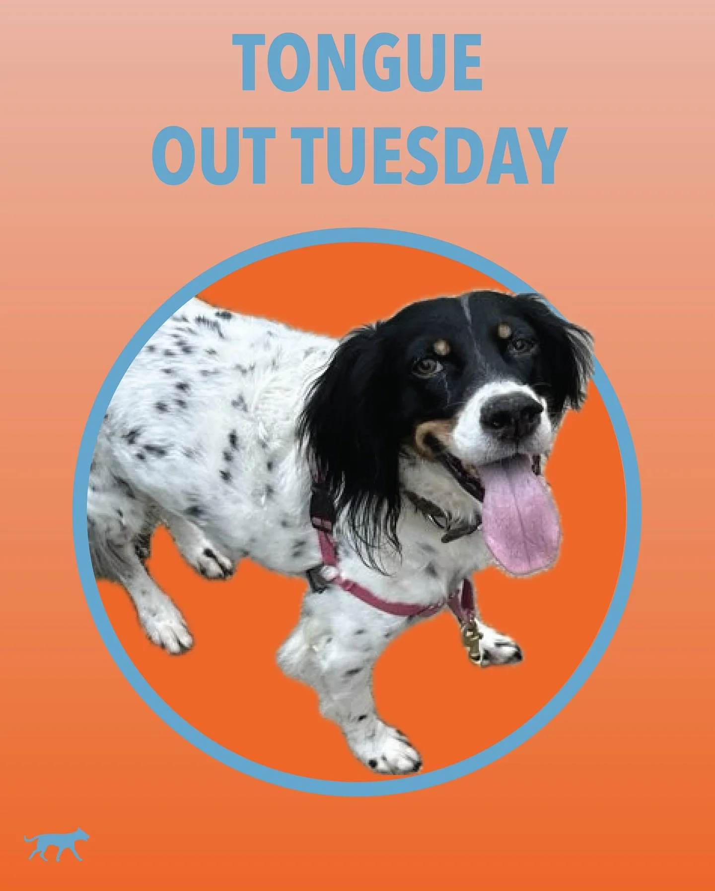 Gertie is giving us the biggest smile and her best tongue out this Tuesday! Swipe to see our other tongue out friends; Sunny &amp; Gertie, Buck &amp; Woody, Daisy, Eddie, Jack and Haley! 👅
.
.
.
.
.
#tongueouttuesday👅 #dogtongue #dogwalker #doggiet