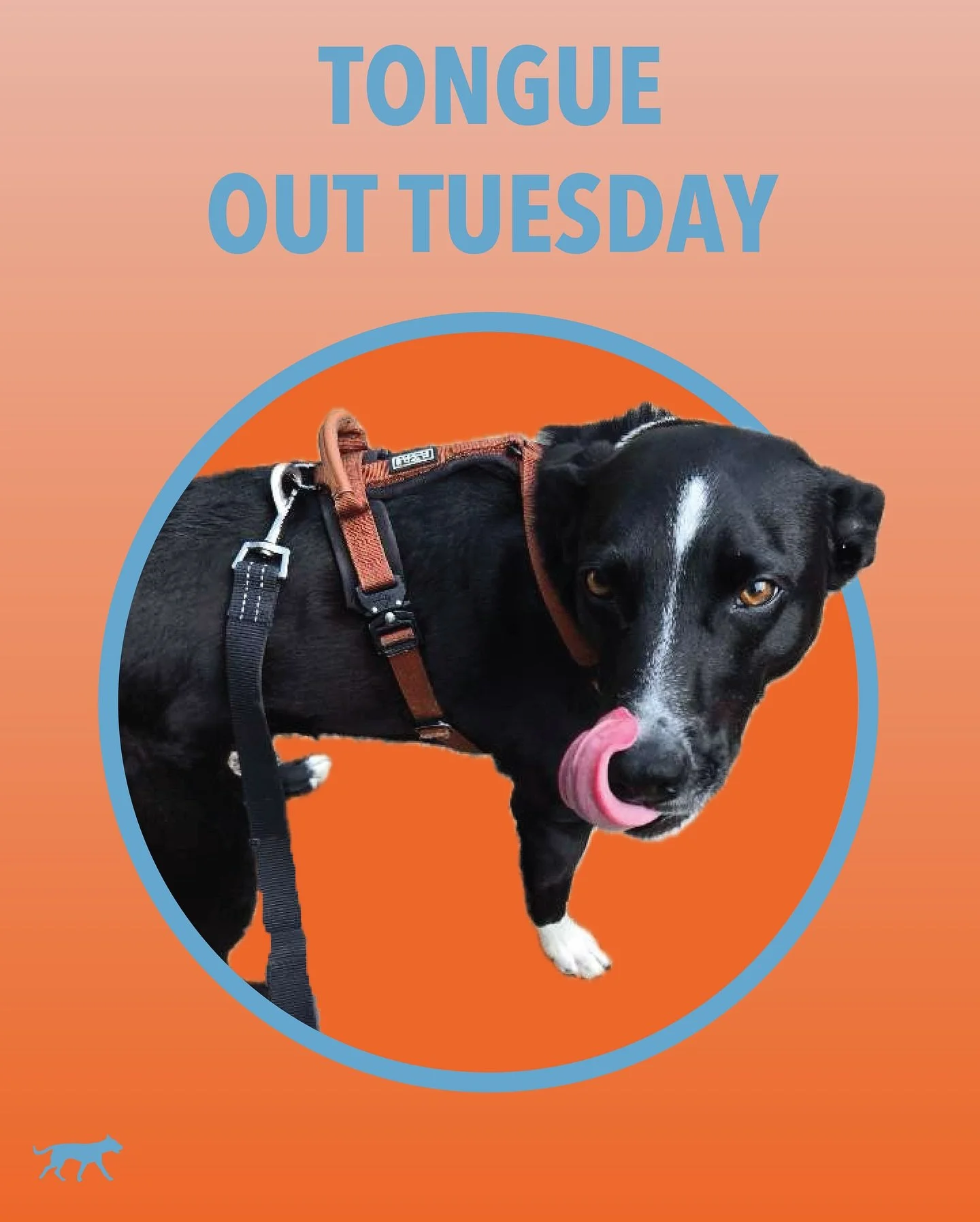 Luke is leading the pack today for Tongue Out Tuesday! Joining him are Frankie &amp; Izzie, Skylark, Sallie, Sweeney, Marlo &amp; Poppy and Ellie! 🐕🐾👅
.
.
.
.
.
.
#tongueouttuesday #minneapolisdogwalker #dogdays #comesitstay