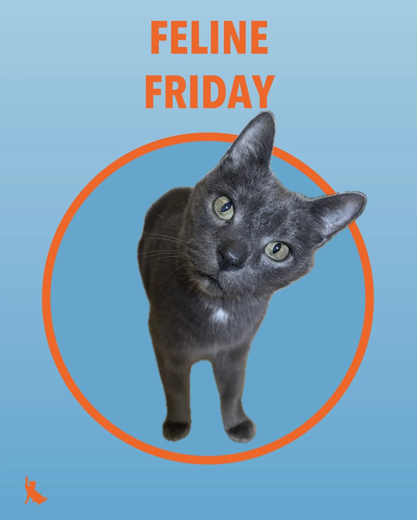 Darby is here to let you know it&rsquo;s Feline Friday! Joining him are Elsie, Tuna, Nova and Caya! What are you excited for this Friday? 
.
.
.
.
.
#felinefriday #felinefriends #petsitterslife❤️ #minneapolispetsitter #petcareprovider #comesitstay