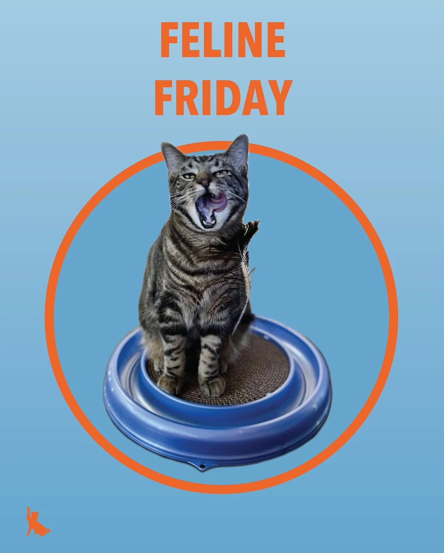 Happy Feline Friday from our friend Nacho! He&rsquo;s joined by some *cool* (ranch) friends! Swipe to see Rosie ➡️ Pip ➡️ Butters ➡️ Fey ➡️ Patches &amp; Pickles! 
.
.
.
.
.
#felinefriday #nachocheese #catsitters #minneapolispetsitter #petsitter