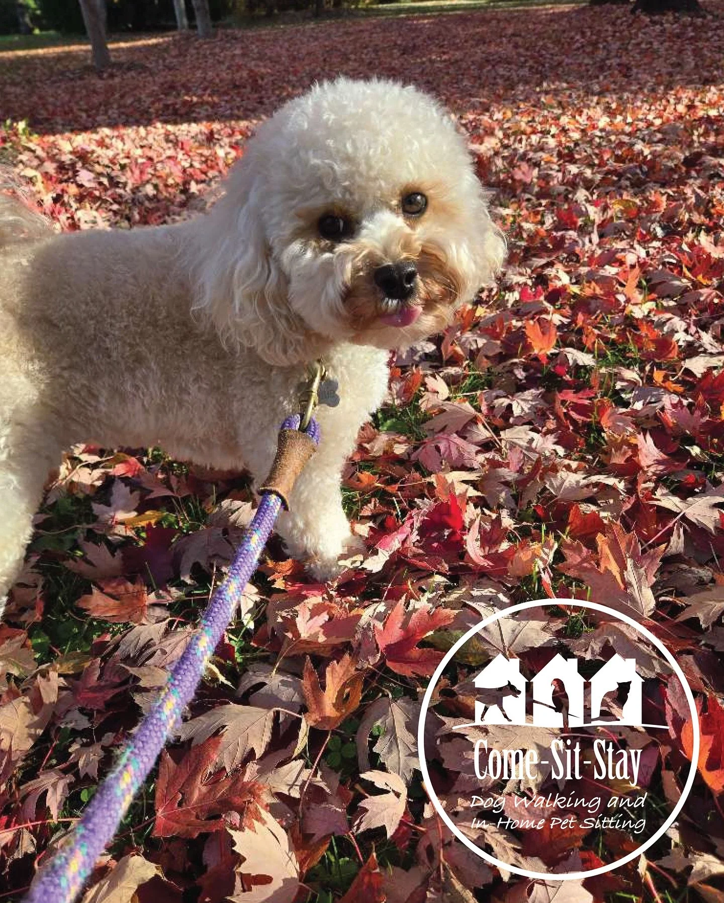 We&rsquo;re FALL&rsquo;n for fall! Winnie, Trevor and Suki are too!
🐶🐾🍁
📸 Photo Credit: Team Members Lilabel, Sydney &amp; Sam
.
.
.
.
.
.
#fallingforfall #doggiewalks🐶 #dogwalkinglife #dogsonfallwalks #barkatasquirrel