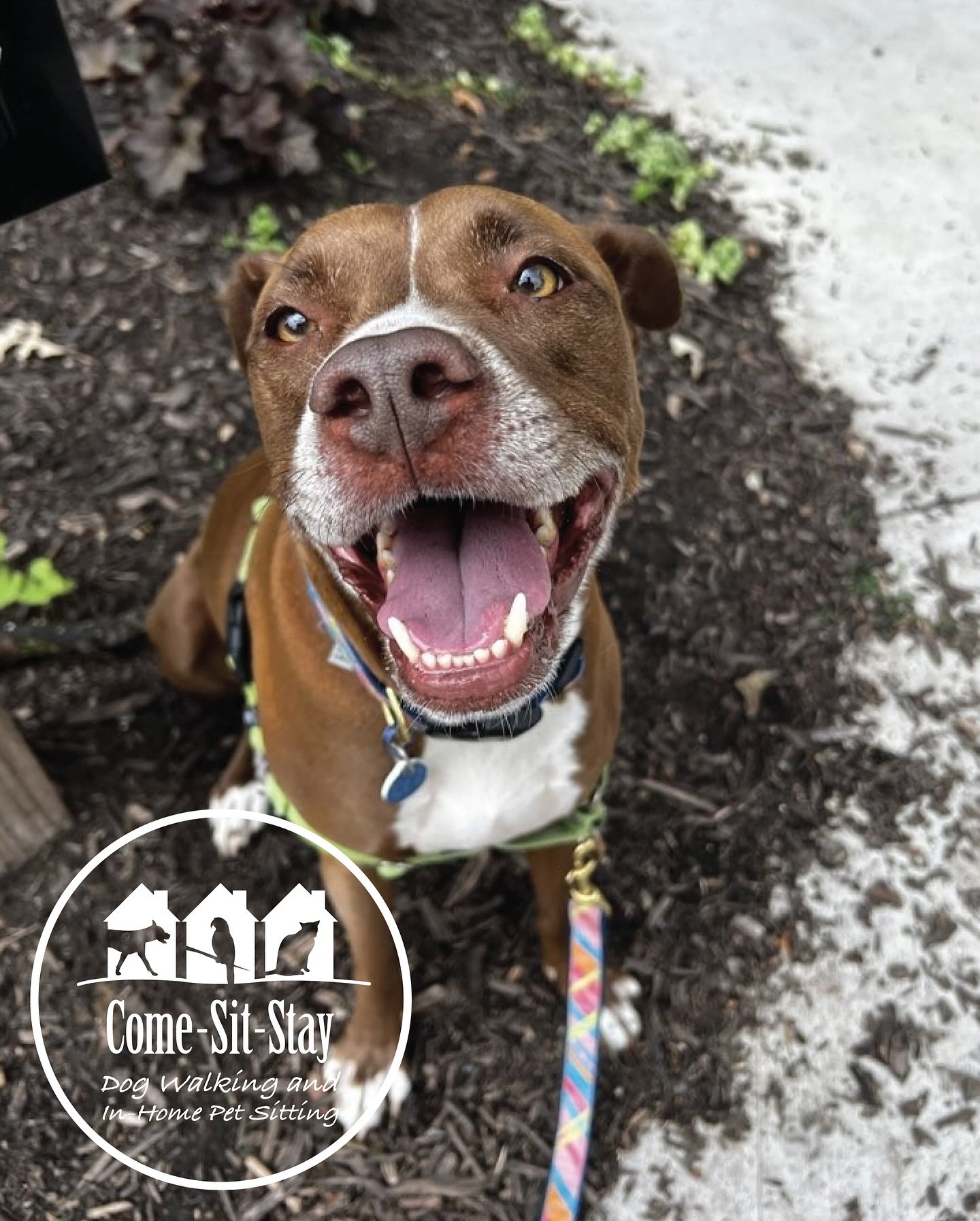 Billy Bob Joe and Gus are enjoying their summer walks! 
📸 Photo Credit: Team Memebers Sydney &amp; Clare 
.
.
.
.
.
.
#dogdays #summerdog #dogwalking #dogwalker