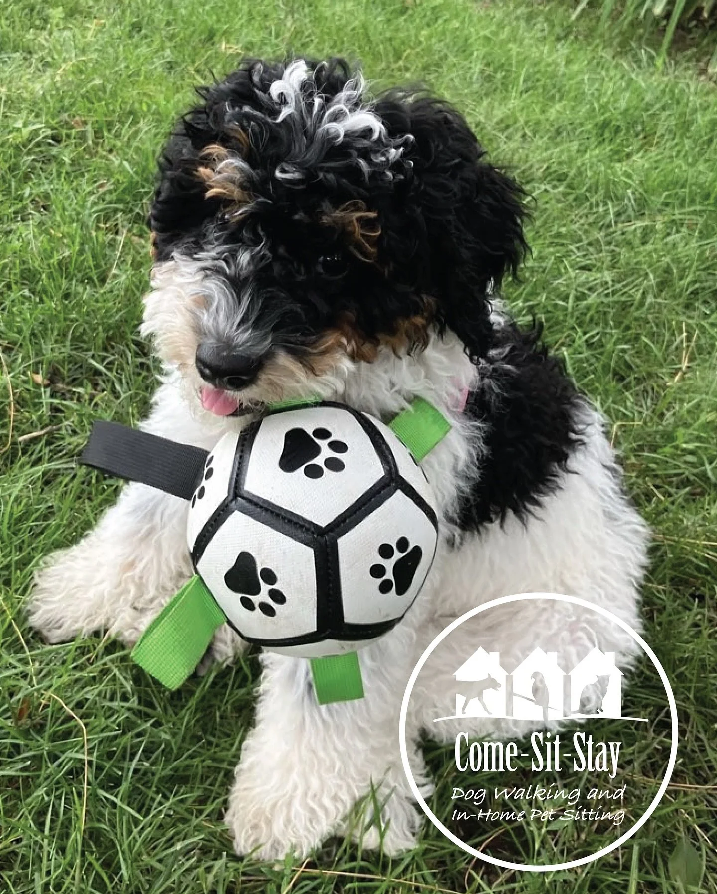 Puppy Lucy is all of the cuteness and we think she knows it! 
📸 Photo Credit: Team Member Clare 
.
.
.
.
.
.
#minibernedoodle #dogsitting #puppycare #petsittinglife🐾 #comesitstay #minneapolisdogsitting