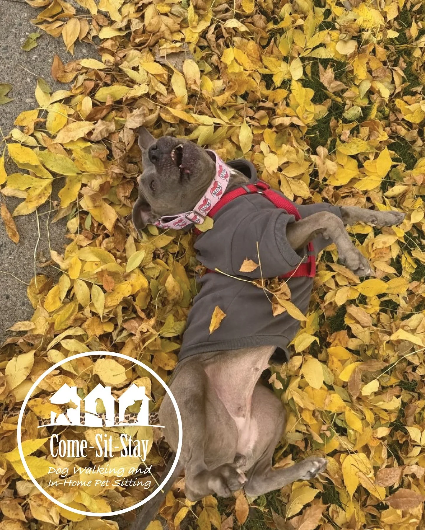 Who&rsquo;s excited to roll in some fall leaves like Stella?! 🍁
Photo Credit 📸: Team Member Rhiannon 
.
.
.
.
.
.
#dogwalkinginthefall #dogwalksminneapolis #dogwalkerminneapolis #happydog #dogwalks