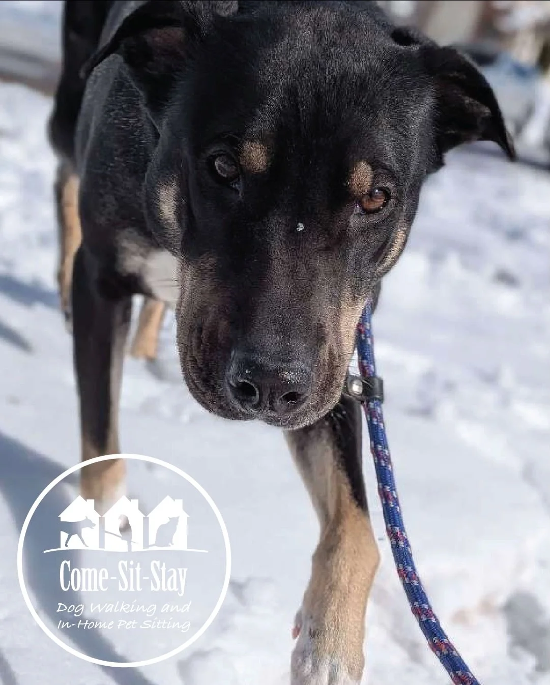 Some cute and dramatic pups enjoying their winter walks. We&rsquo;ve got Maisy, Forrest, Trusty and Tacy!
📸 Photo Credit: Team Members Melanie and Lilabel 
.
.
.
.
.
#winterdog #dramaticdog #snowypup #dogwalkerslife #walkingwithdog