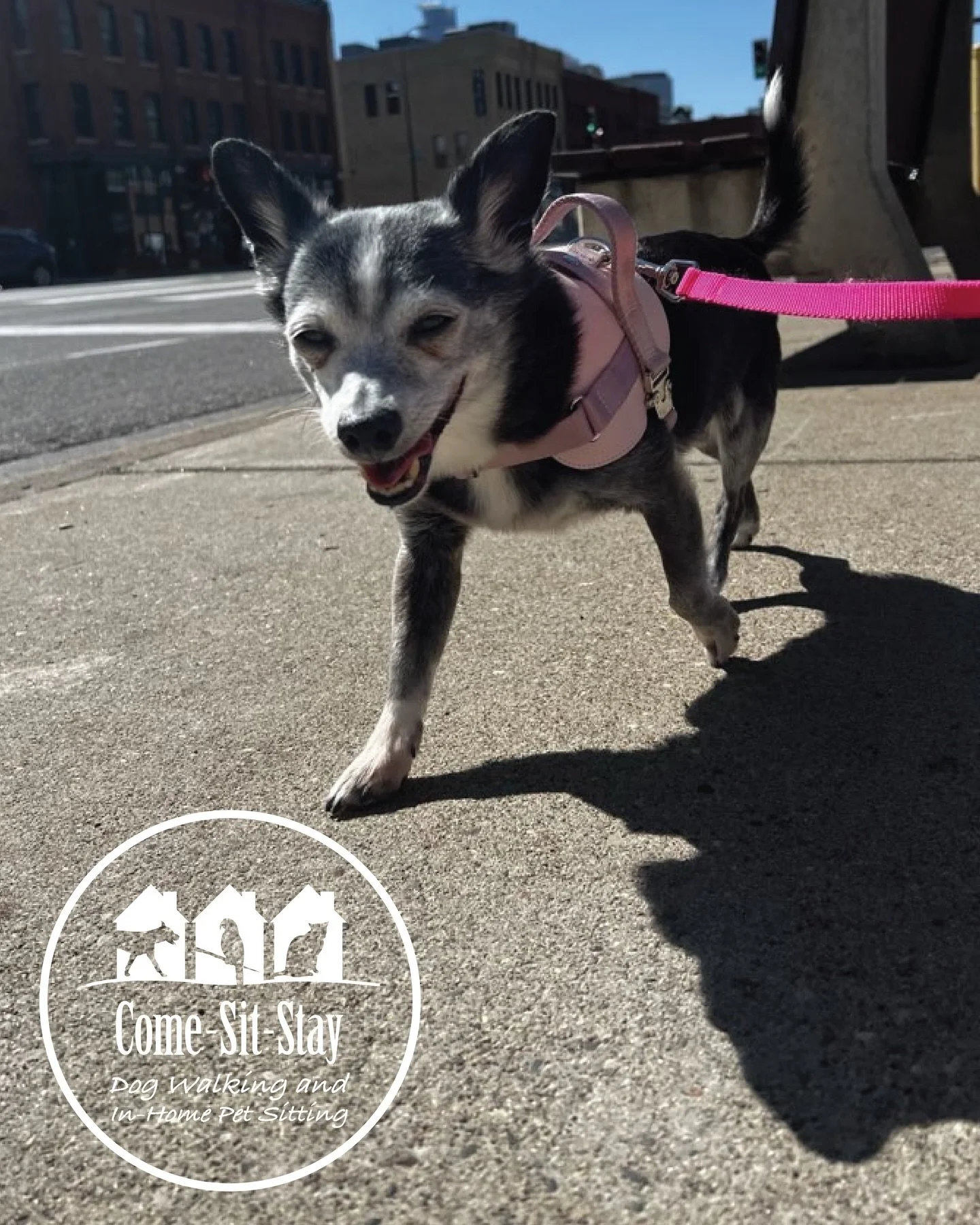 Hot dog! These guys are cute! With the temps rising don&rsquo;t forget to stay cool 😎 Bubby, Billy Bob Joe, Otis and Jax are giving us some sunny smiles this week. 
📸 Photo Credit: Team Members Sydney, Clare, Tanya and Rhiannon
.
.
.
.
#hotdogscool