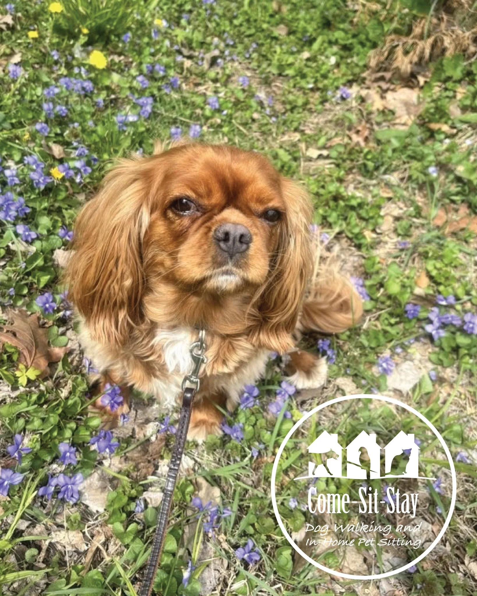 April showers bring May flowers and some pretty adorable faces. Some are posing with flowers, some are named after them, and all are bringing spring vibes. 🌼🌸🌷 Tacy, Penelope, Rosie, Tiger Lily &amp; Russell!
📸 Photo Credit: Team Members Kayla, T