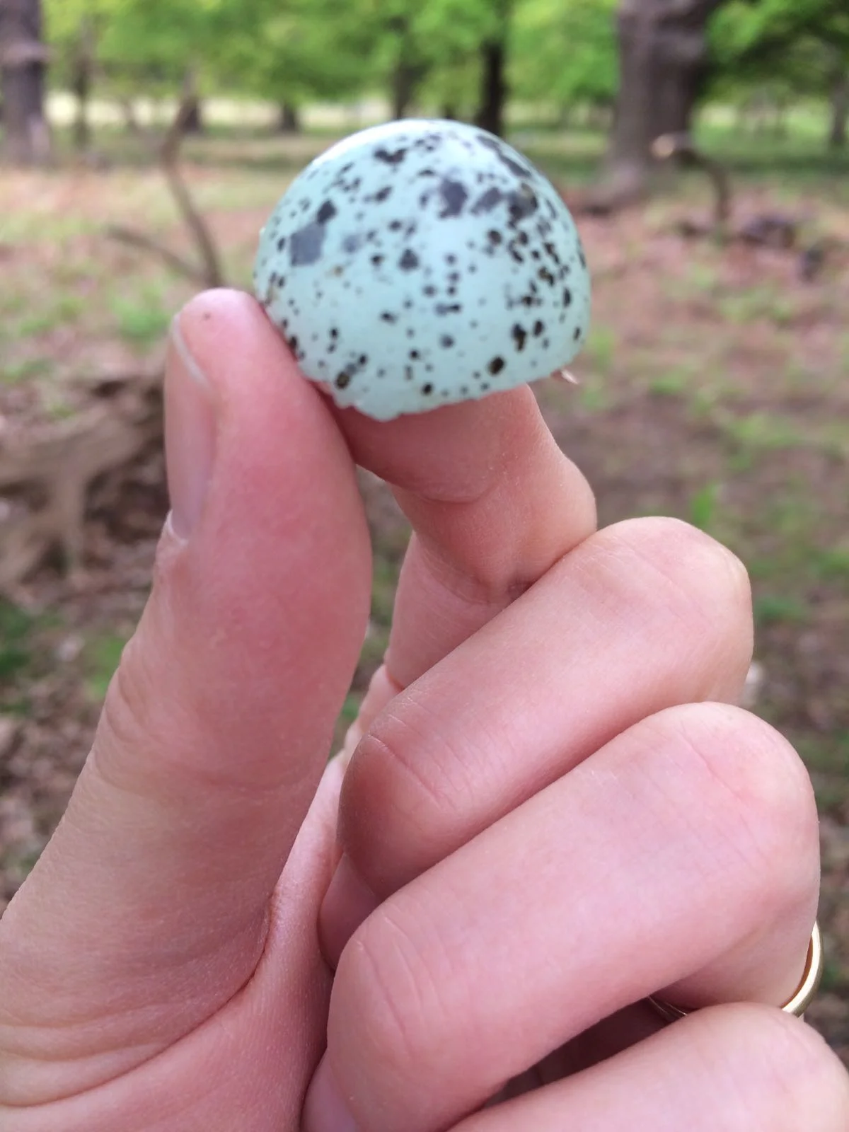 A bird egg shell - from Lucy