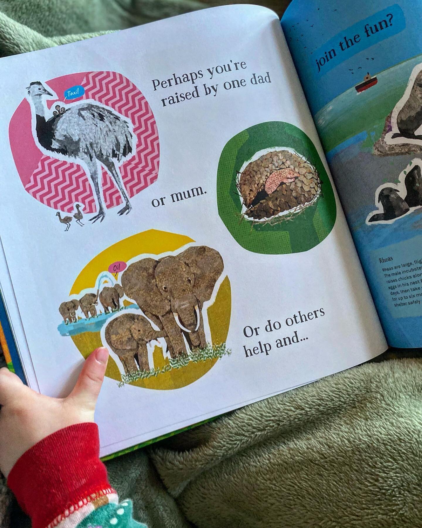 &ldquo;Perhaps you&rsquo;re raised by one dad or mum. Or do others help and join the fun?&rdquo; One of the great facts we love telling children when we&rsquo;re reading our book to them&hellip; The Galapagos Seal Lion use childcare! Sea Lion parents