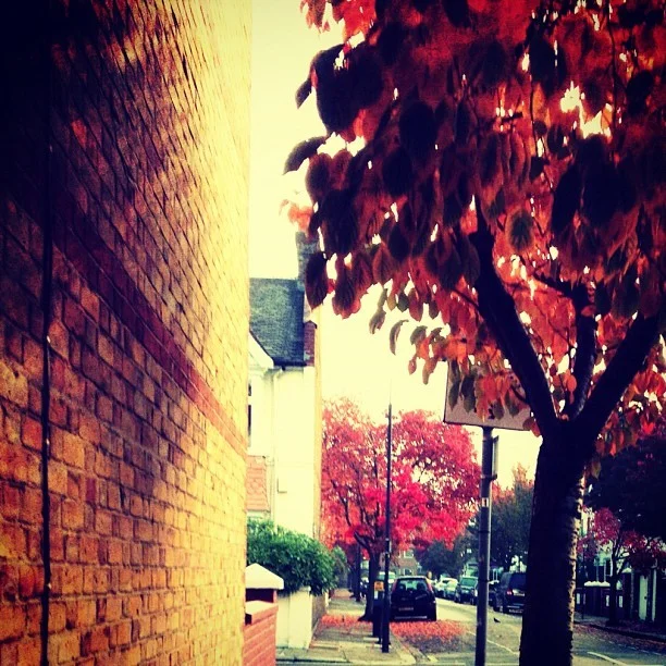 Autumn has arrived in Hammersmith! Yippee! #photo #instapic #bestoftheday #leaves #tree #nature #seasons #colour #red #orange #autumn #morning #sunshine #golden #instagood #london #england (Taken with Instagram )
