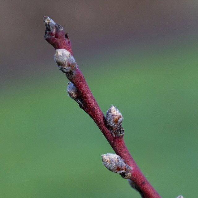 Sunny weather makes our trees happy! All signs point to the warmth of Spring and our trees are slowly showing the strength of this year&rsquo;s crop.