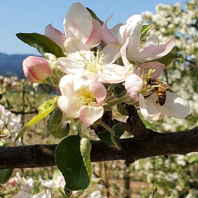 The bees are working extra hard today! From our family to yours, we hope you all are staying safe and well.