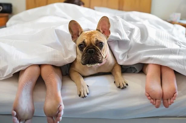 MAIN-dog-in-bed.jpg