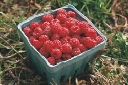 Raspberries 2.jpg