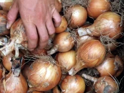Onions.jpg