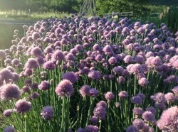 ChiveFlowers.jpg