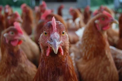 ChickenCloseup.jpg