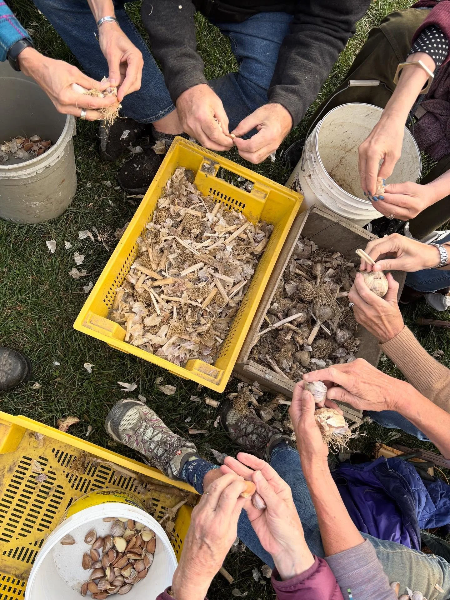 Garlic Separating Party 2025
#caretakerfarm #buildingcommunity #autumntraditions