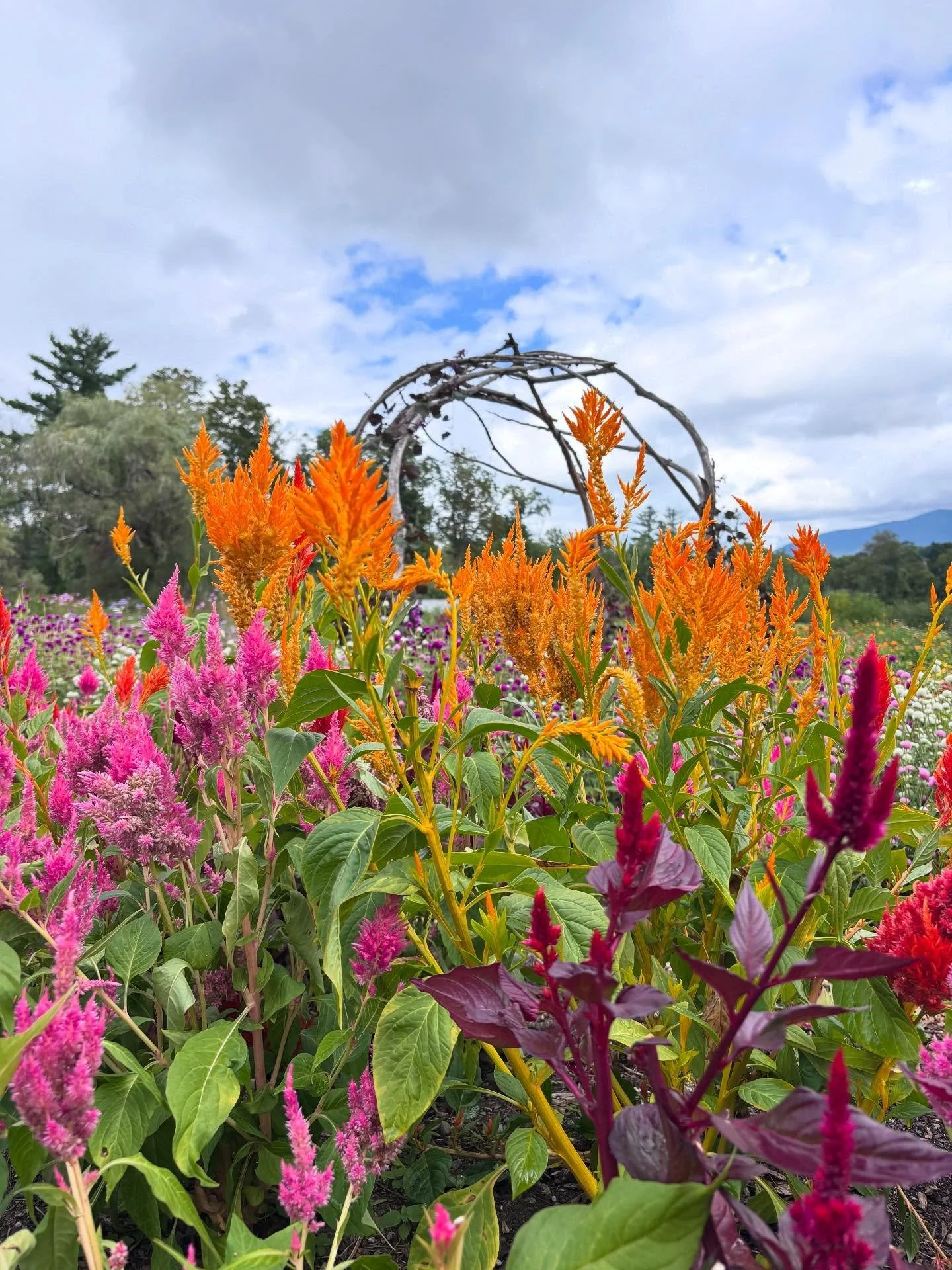 The stars of late August. #caretakerfarm #flowergram #upickflowers