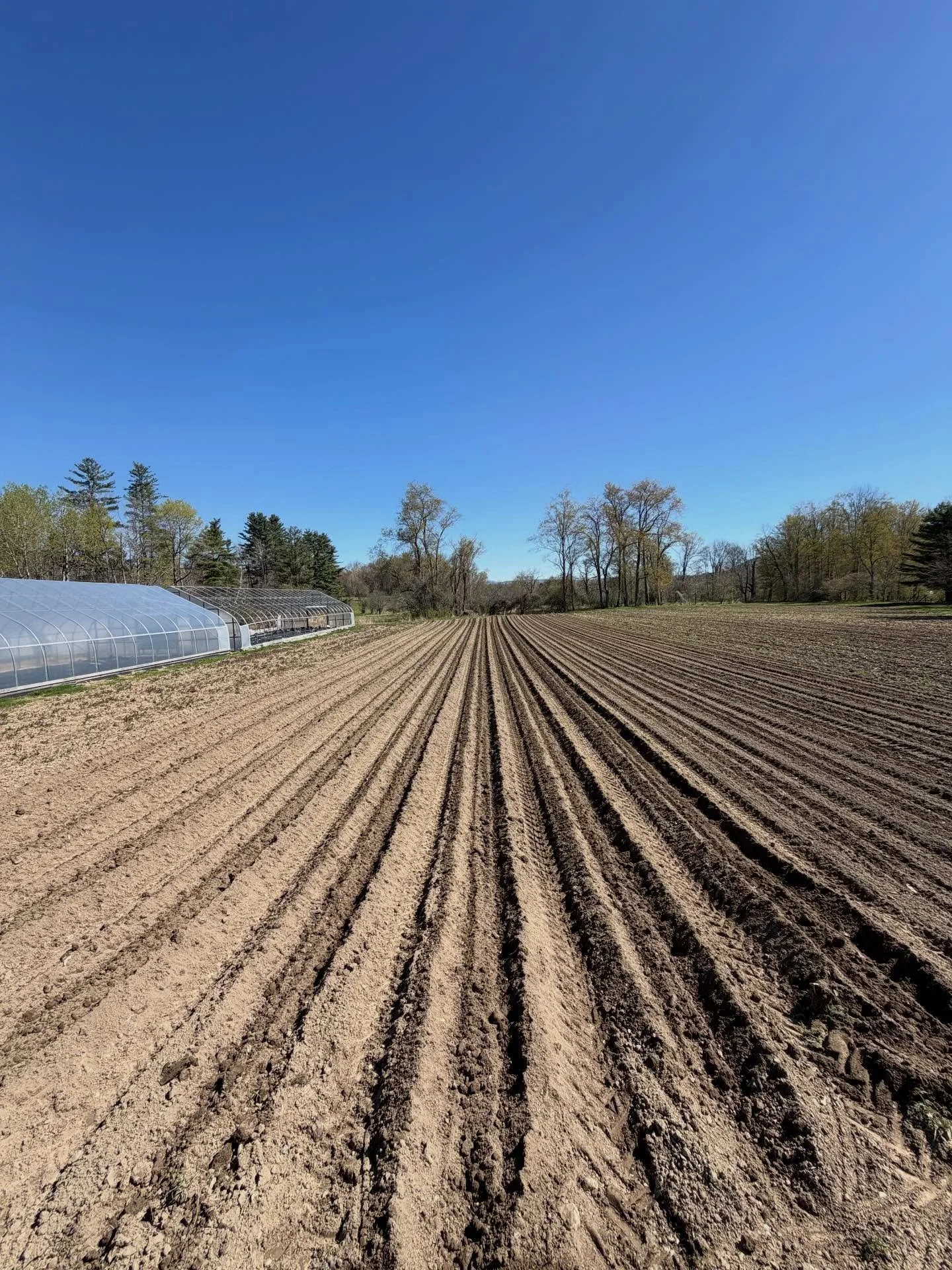 Potato Planting Day!
Thanks to everyone who came out and helped tuck in all of our precious potatoes. #caretakerfarm #communityfarming #eyesontheprize