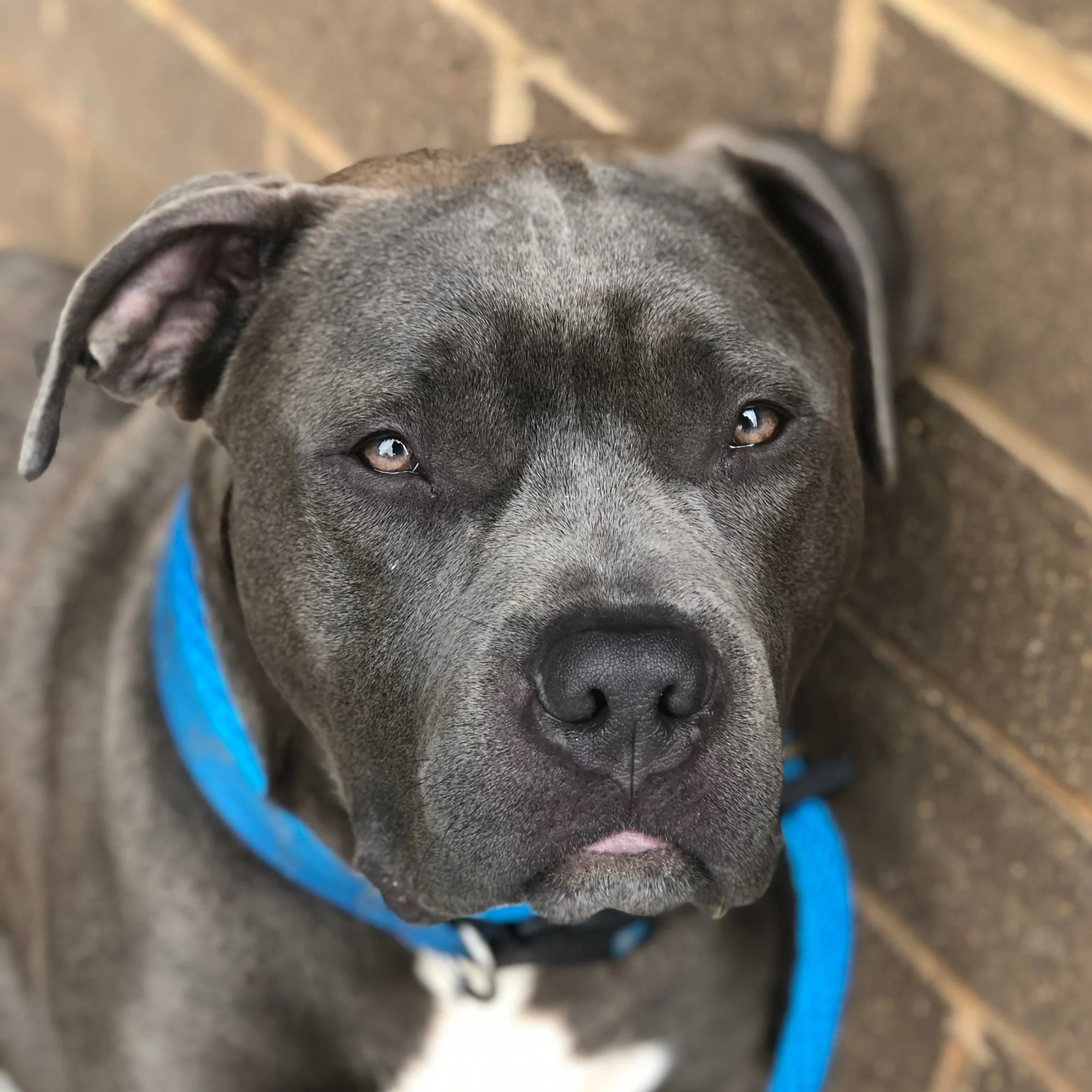 Squid, 1 year old Squid is a top contender for Best Boy of the Year at BARCS. Protected by a thick layer of lovable blubber, this chunky boy has a fondness for napping wherever he lays (concrete, couch... you name it, he’ll make a pillow out of it) and giving his famous wide smile. This former stray loves being close to his people--well, mostly their hands, so you have zero excuse to pet his wobbly belly.