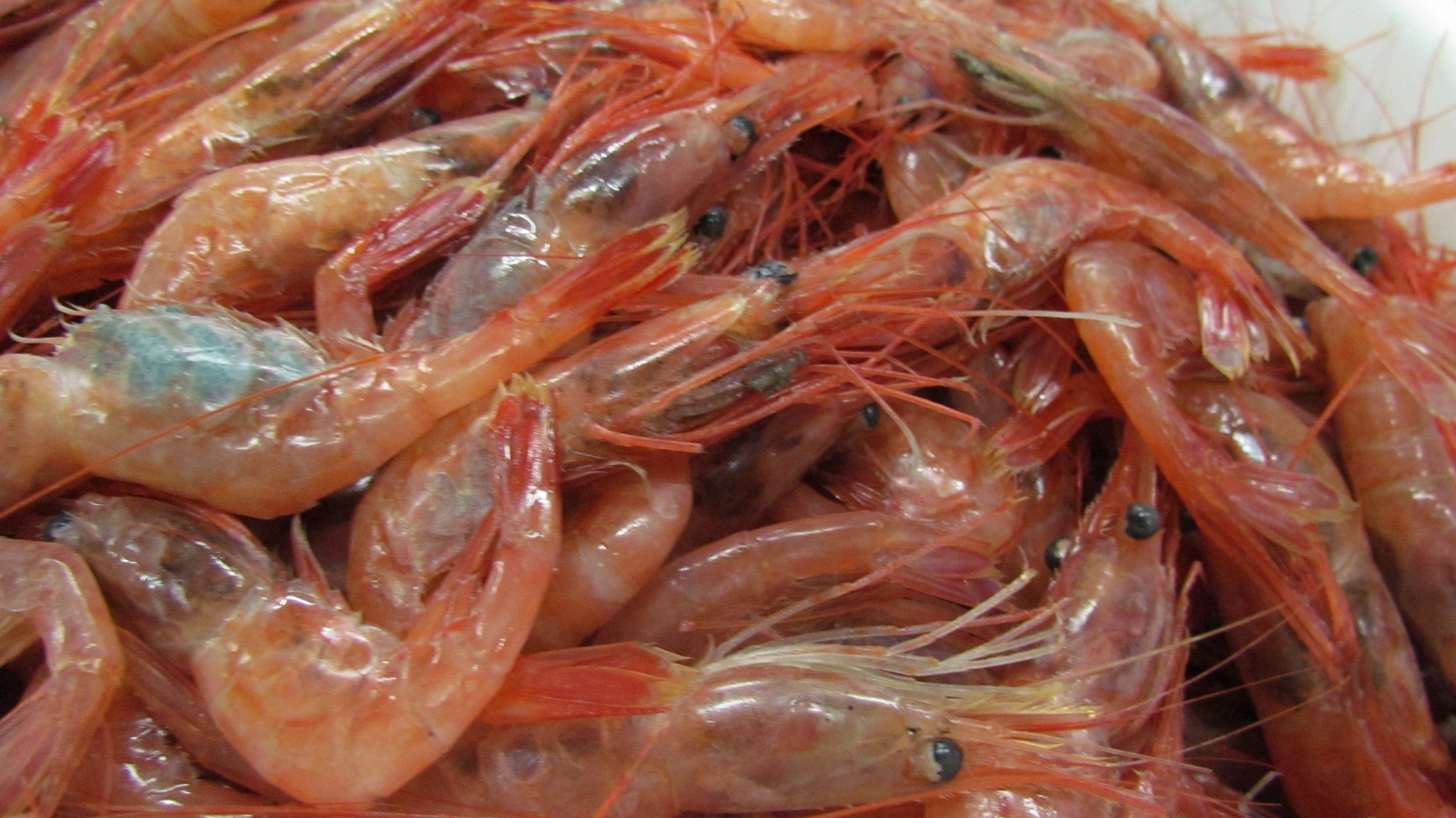 shrimp.JPG