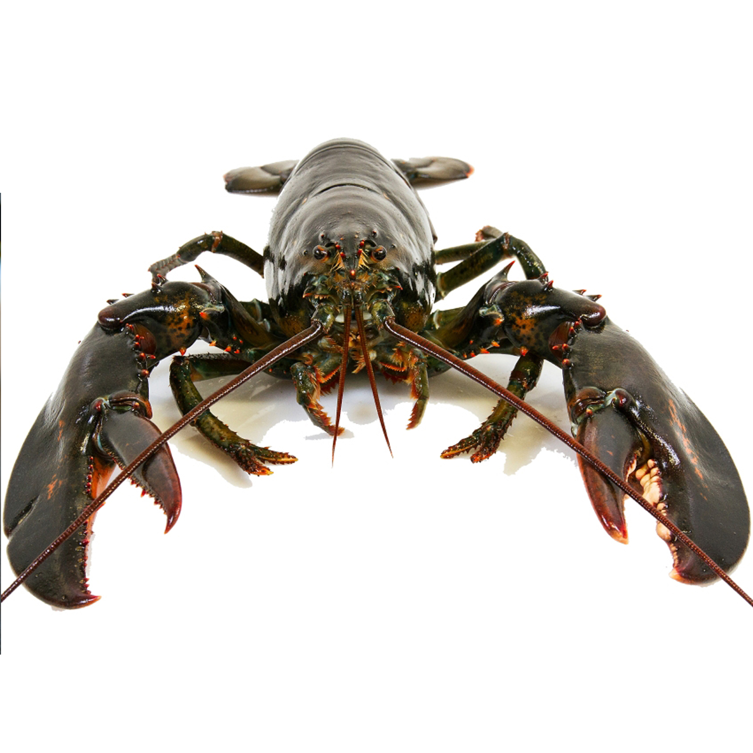 tangier lobster.jpg