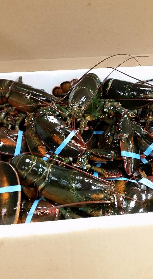 lobster.jpg