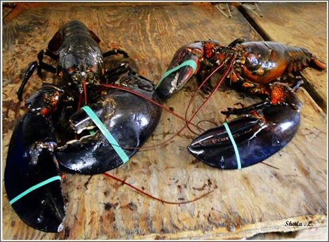 CAMERON SEAFOODS 01.jpg