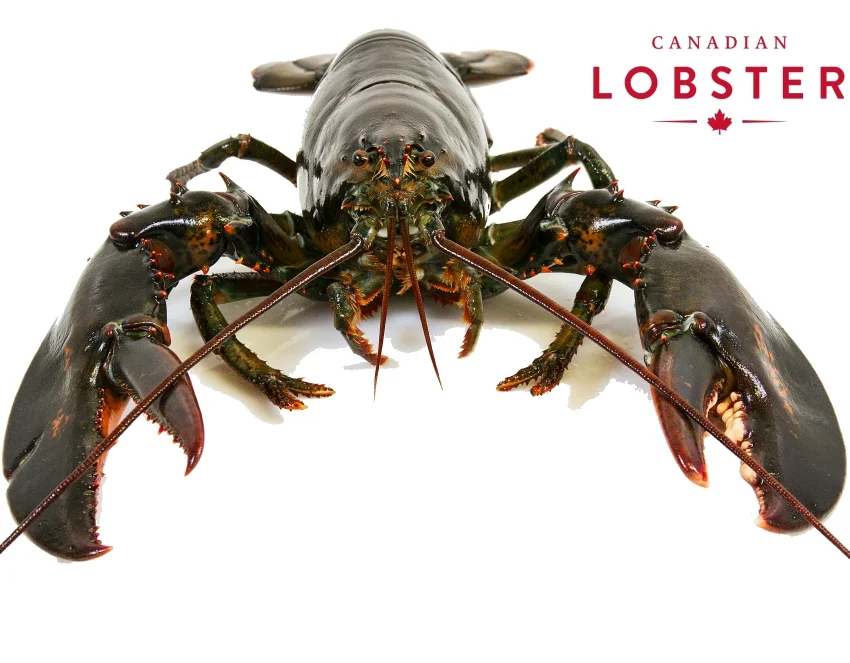 tangier-lobster-lobster-on-white-background6.jpg