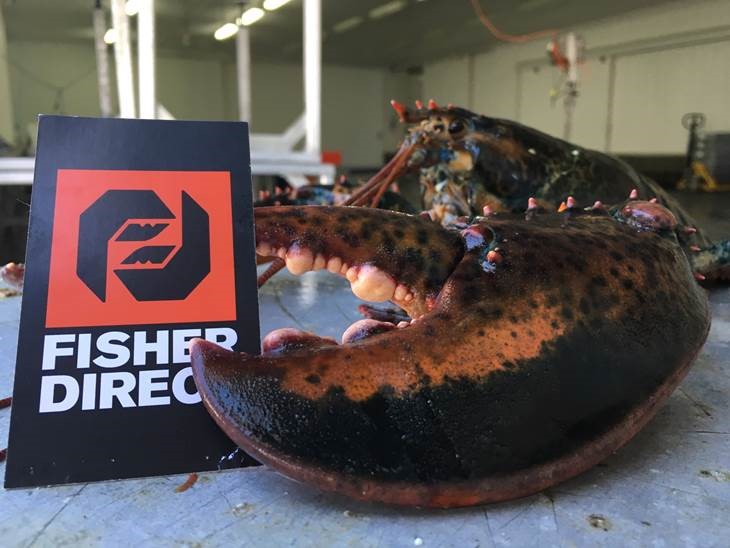 fisher direct 06.jpg