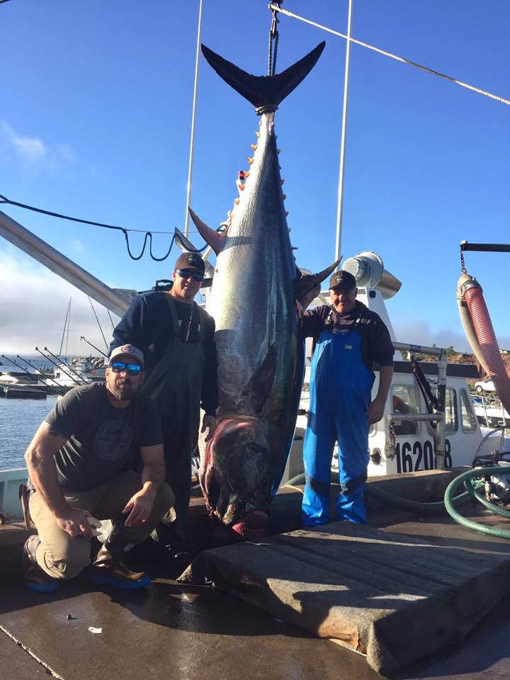 North Bay Fisherman's Coop tuna.jpg